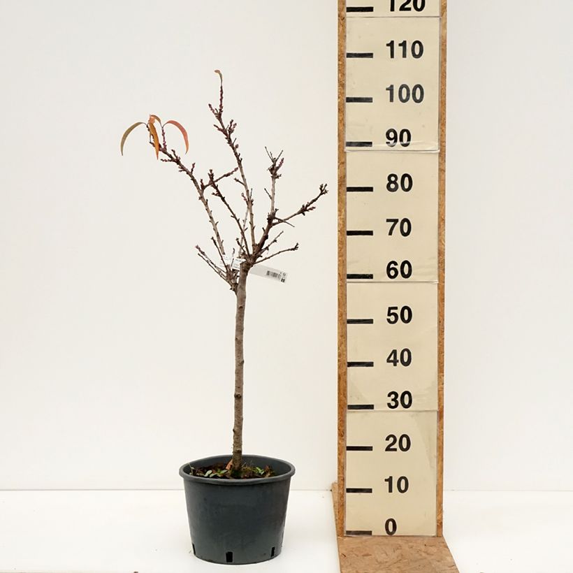 Exemplar von Pfirsich Bonanza - Prunus persica Topf mit 7,5L/10L, 1/4 Stängel wie im Herbst geliefert