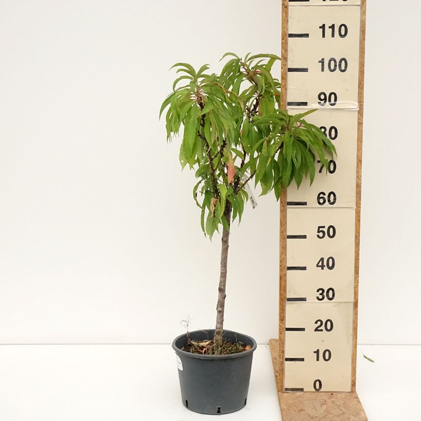 Example of Pfirsich Bonanza - Prunus persica Topf mit 7,5L/10L, 1/4 Stängel as you get in ete