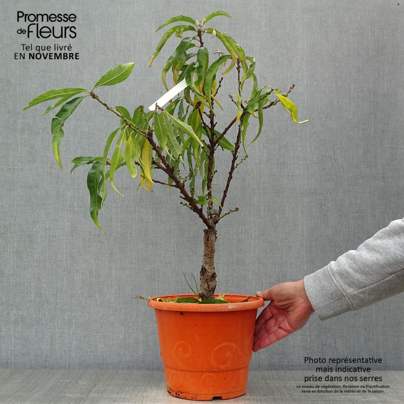 Example of Zwerg-Pfirsich Diamond Zaipevi - Prunus persica Topf mit 6L/7L, Zwergform as you get in automne