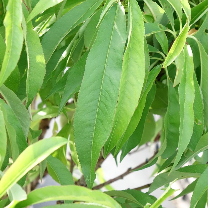 Zwerg-Pfirsich Diamond Zaipevi - Prunus persica (Foliage)