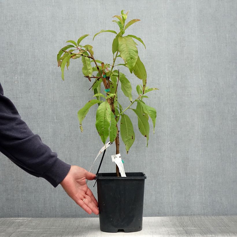 Exemplar von Zwerg-Pfirsich Fruit Me Peach Me Donut - Prunus persica Topf mit 4L/5L, Zwergform wie im Sommer geliefert