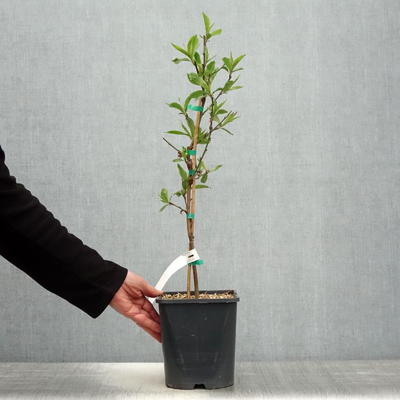 Exemplar von Zwerg-Pfirsich Fruit Me Peach Me Donut - Prunus persica Topf mit 4L/5L, Zwergform wie im Frühjahr geliefert