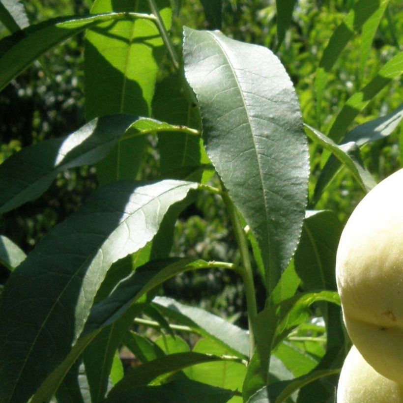 Zwerg-Pfirsich Ice Peach Gelo Fruit Me - Prunus persica (Foliage)