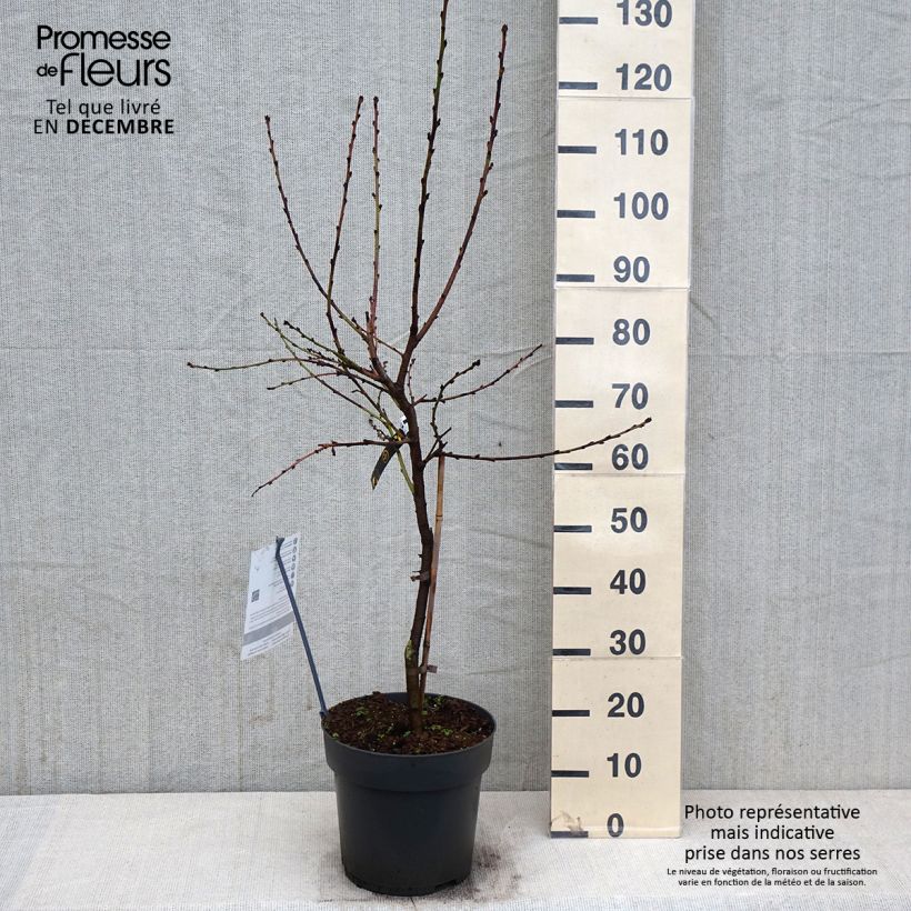 Example of Zwerg-Pfirsich Ice Peach Gelo Fruit Me - Prunus persica Topf mit 7,5L/10L, Zwergform as you get in automne