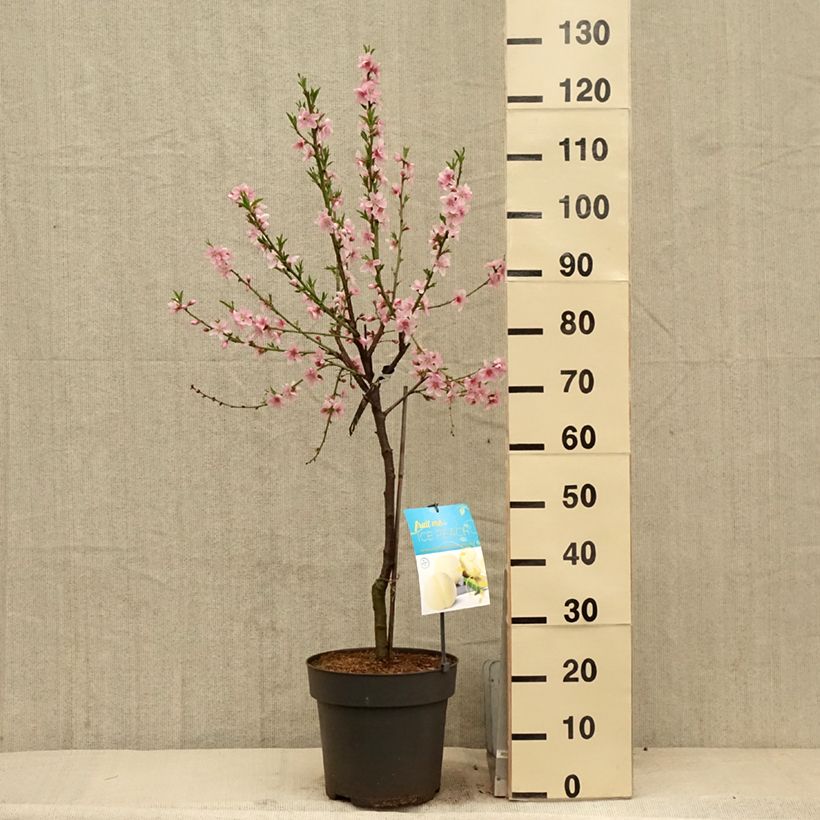 Exemplar von Zwerg-Pfirsich Ice Peach Gelo Fruit Me - Prunus persica Topf mit 7,5L/10L, 1/4 Stängel wie im Frühjahr geliefert