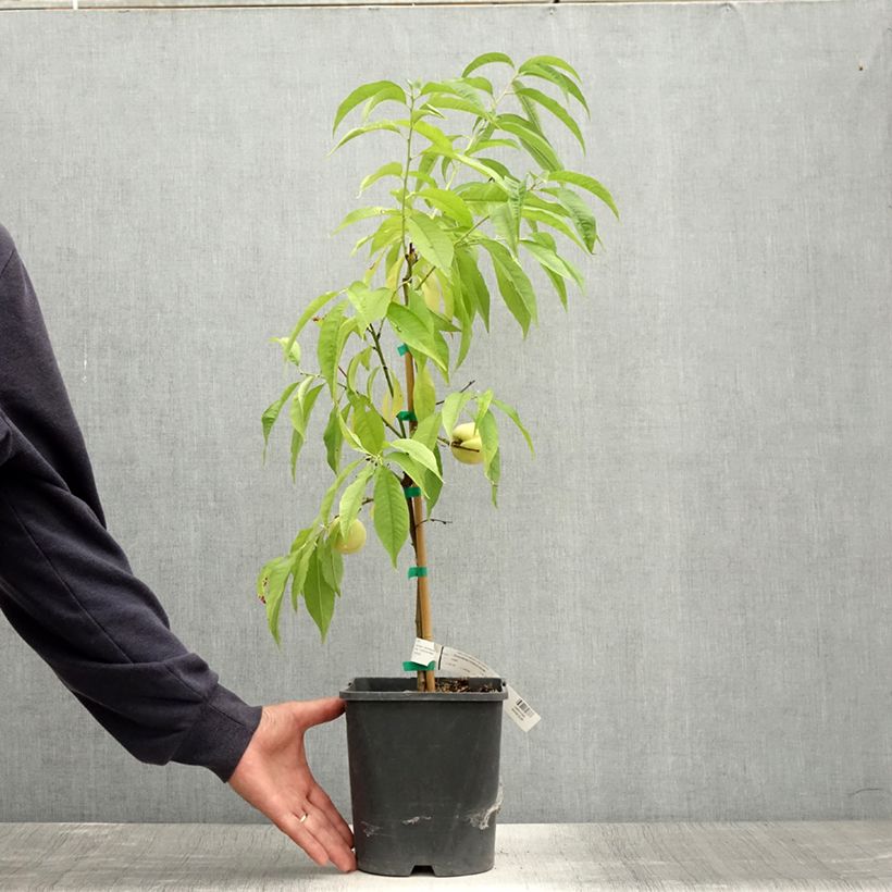 Exemplar von Zwerg-Pfirsich Ice Peach Gelo Fruit Me - Prunus persica Topf mit 4L/5L, Zwergform wie im Sommer geliefert