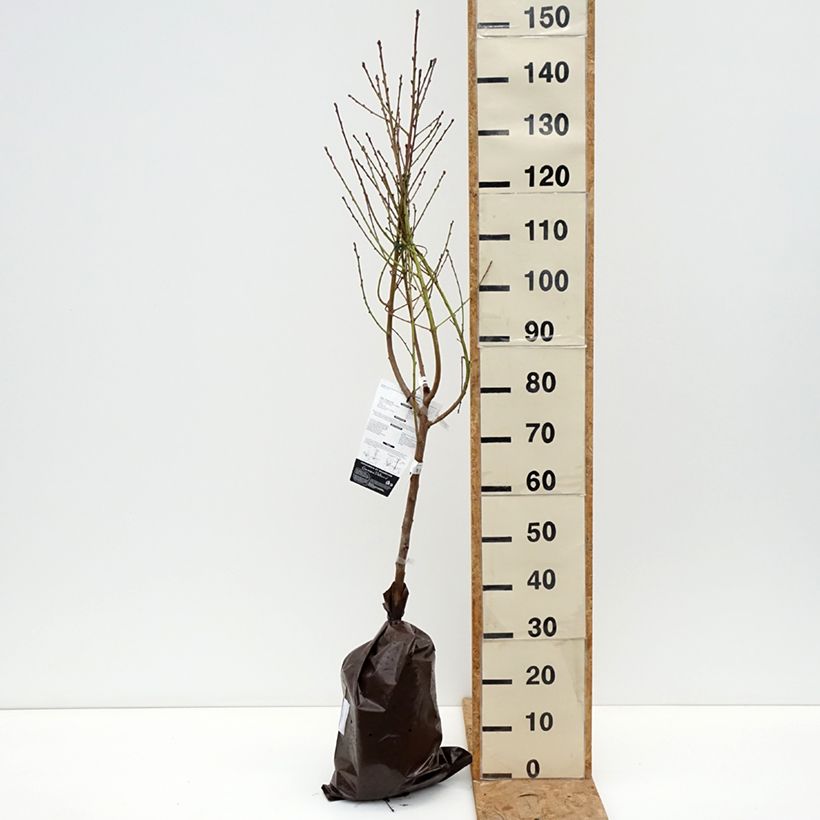 Exemplar von Pfirsich Orlandine 'Ferradin' - Prunus persica Ballenware "Fertig-zum-Pflanzen", Gobelet-Form wie im Herbst geliefert