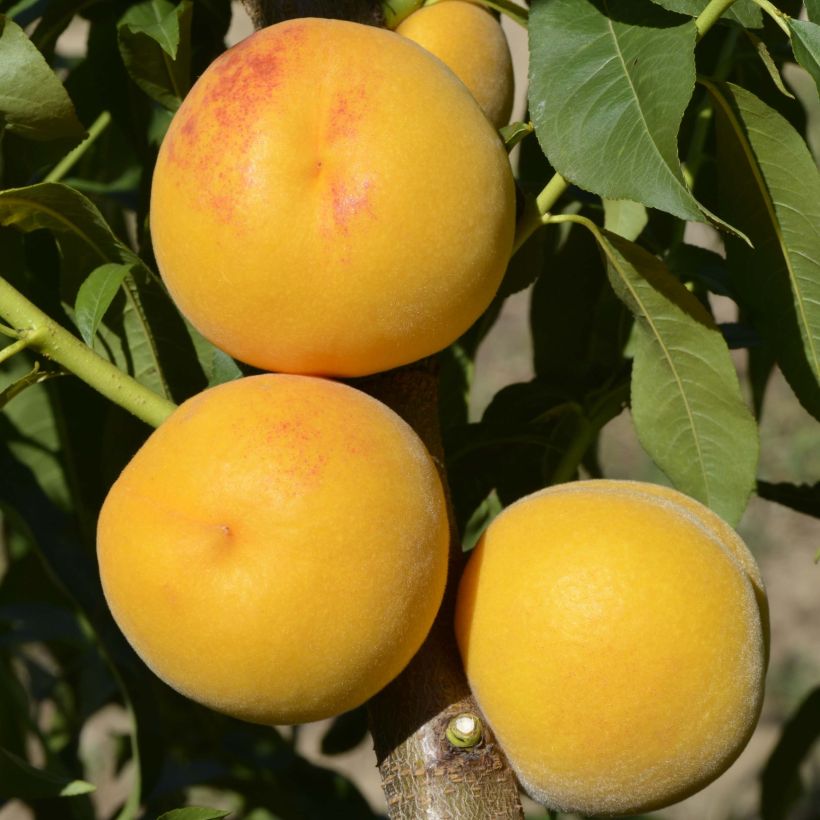 Pfirsich Pavie - Prunus persica (Harvest)