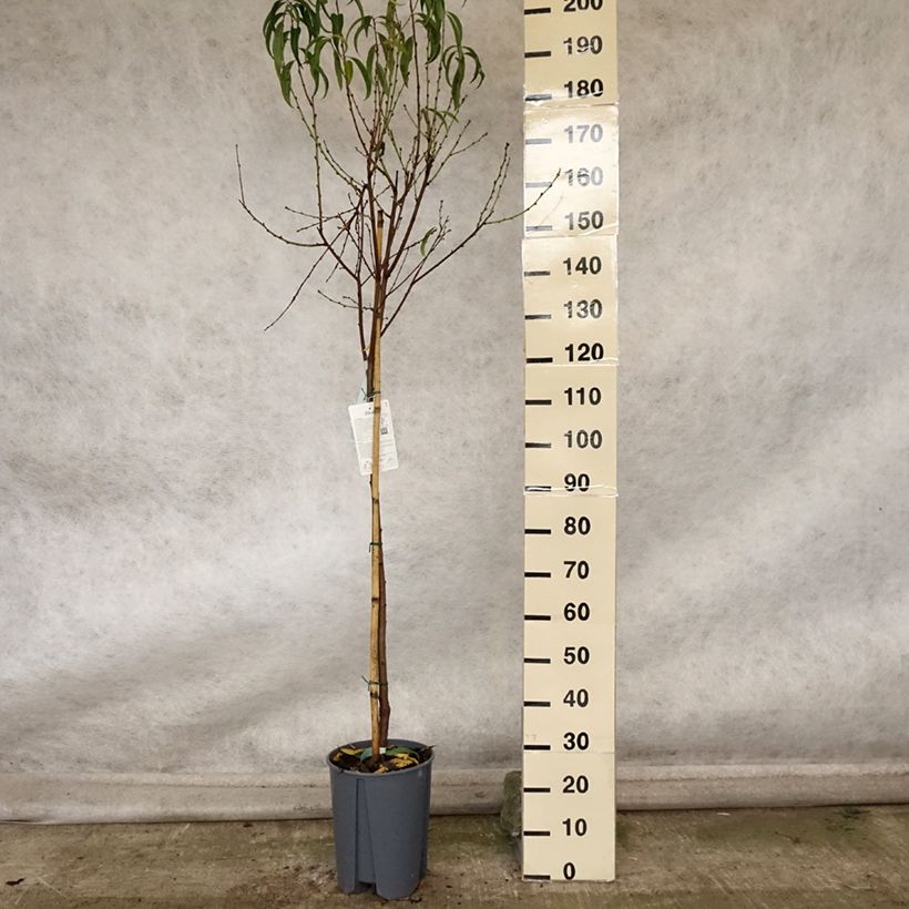 Example of Pfirsich Platicarpa bianca - Prunus persica  Topf mit 7,5L/10L, Halbstamm as you get in automne