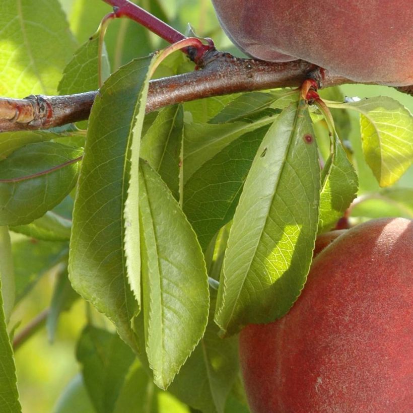 Pfirsich Lacrima - Prunus persica (Foliage)