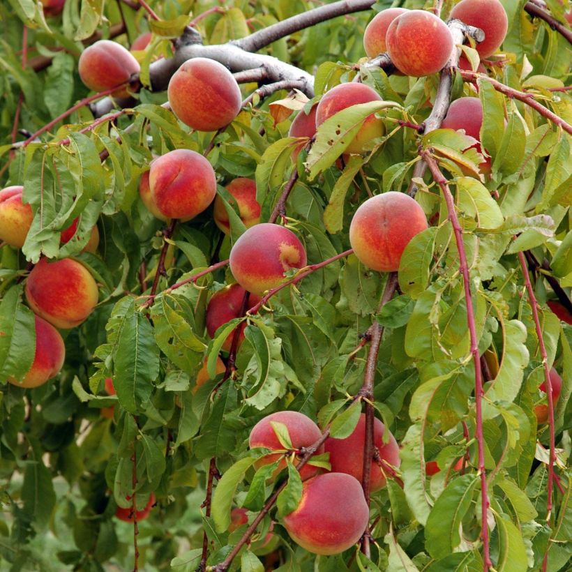 Pfirsich Lacrima - Prunus persica (Harvest)