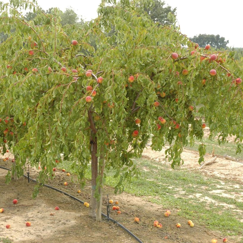 Pfirsich Lacrima - Prunus persica (Plant habit)