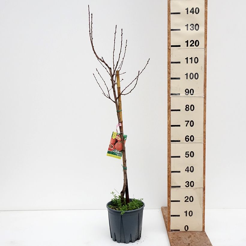 Exemplar von Pfirsich Sanguine - Prunus persica Topf mit 7,5L/10L, Gobelet-Form wie im Winter geliefert