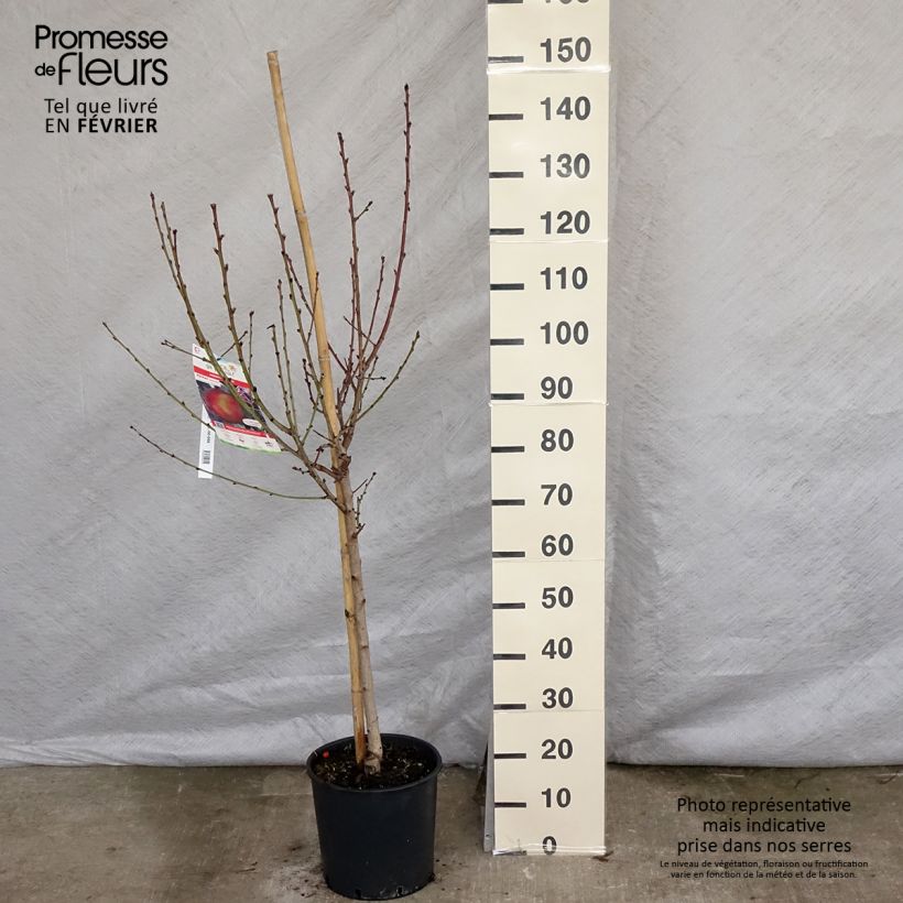 Exemplar von Pfirsich Redhaven - Prunus persica Topf mit 7,5L/10L, Gobelet-Form wie im Winter geliefert