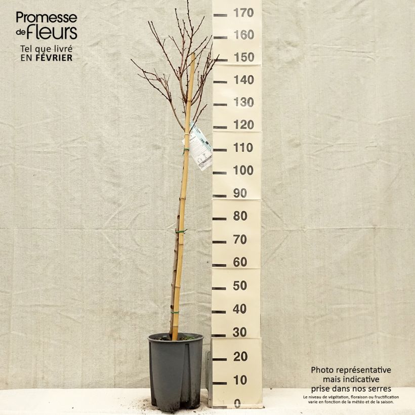 Example of Pfirsich Redwing - Prunus persica Topf mit 7,5L/10L, Halbstamm as you get in hiver