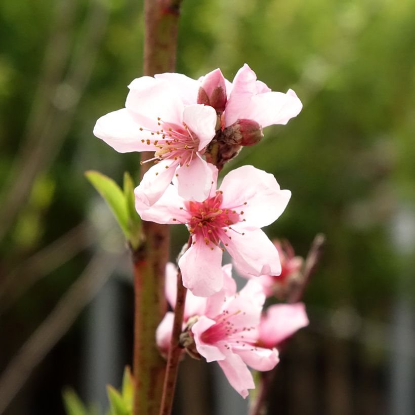 Pfirsich Reine des Vergers - Prunus persica (Flowering)