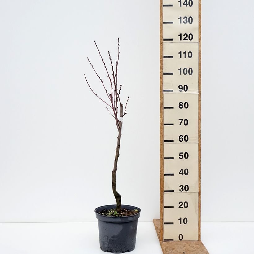 Exemplar von Pfirsich Reine des Vergers - Prunus persica Topf mit 7,5L/10L, Gobelet-Form wie im Herbst geliefert