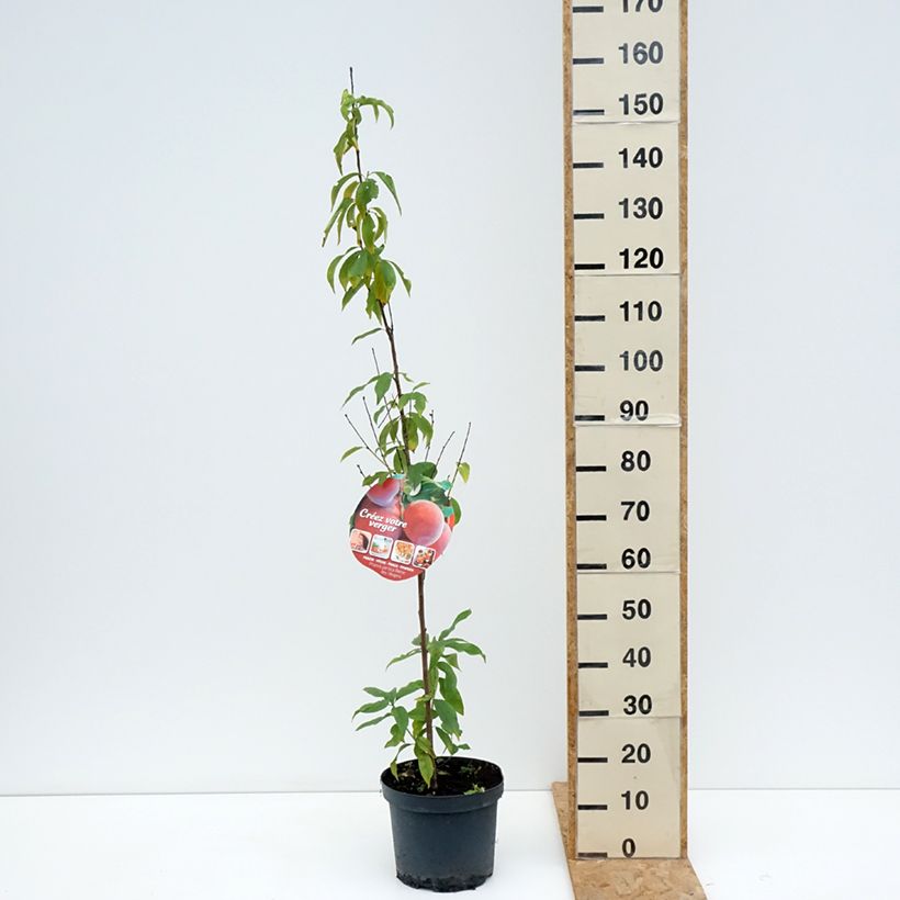 Example of Pfirsich Reine des Vergers - Prunus persica Topf mit 7,5L/10L, Gobelet-Form as you get in ete