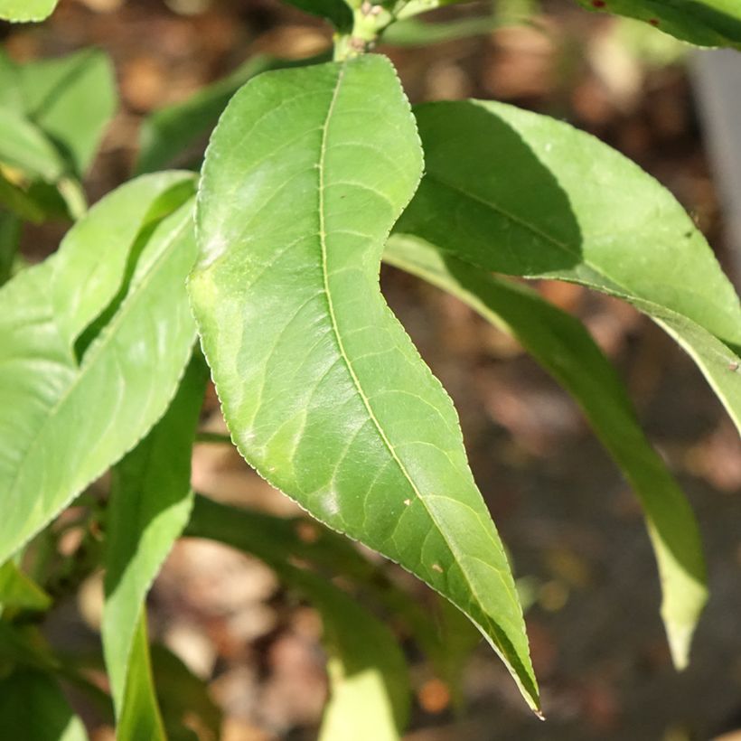 Pfirsich Reine des Vergers - Prunus persica (Foliage)