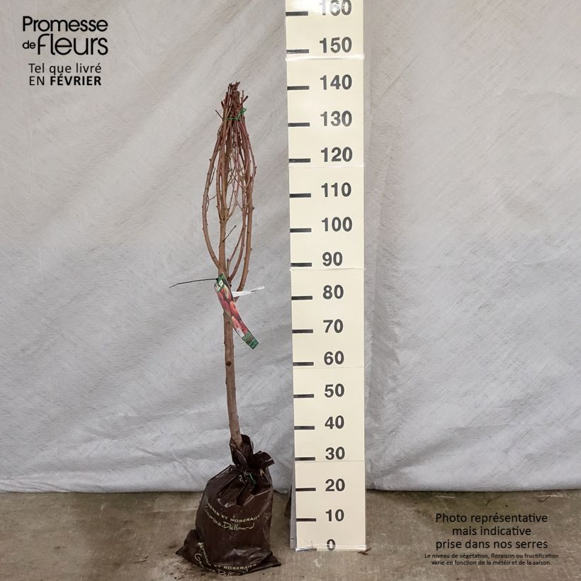 Exemplar von Pfirsich Sanguine de Savoie - Prunus persica Plug "Fertig-zum-Pflanzen", Gobelet-Form wie im Winter geliefert