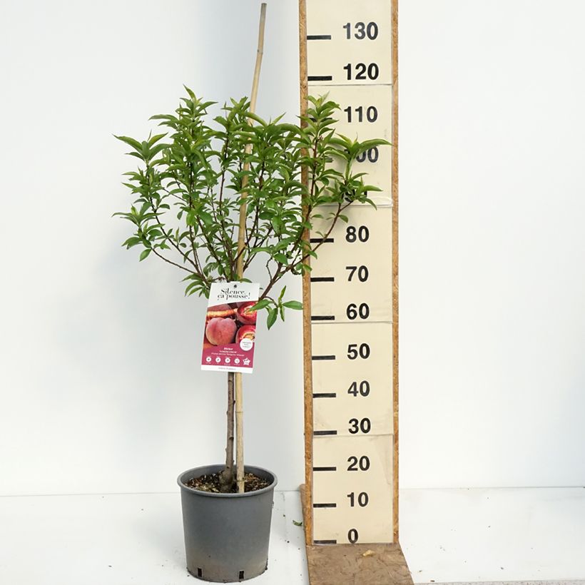 Exemplar von Pfirsich Sanguine vineuse - Prunus persica Topf mit 7,5L/10L, Gobelet-Form wie im Frühjahr geliefert