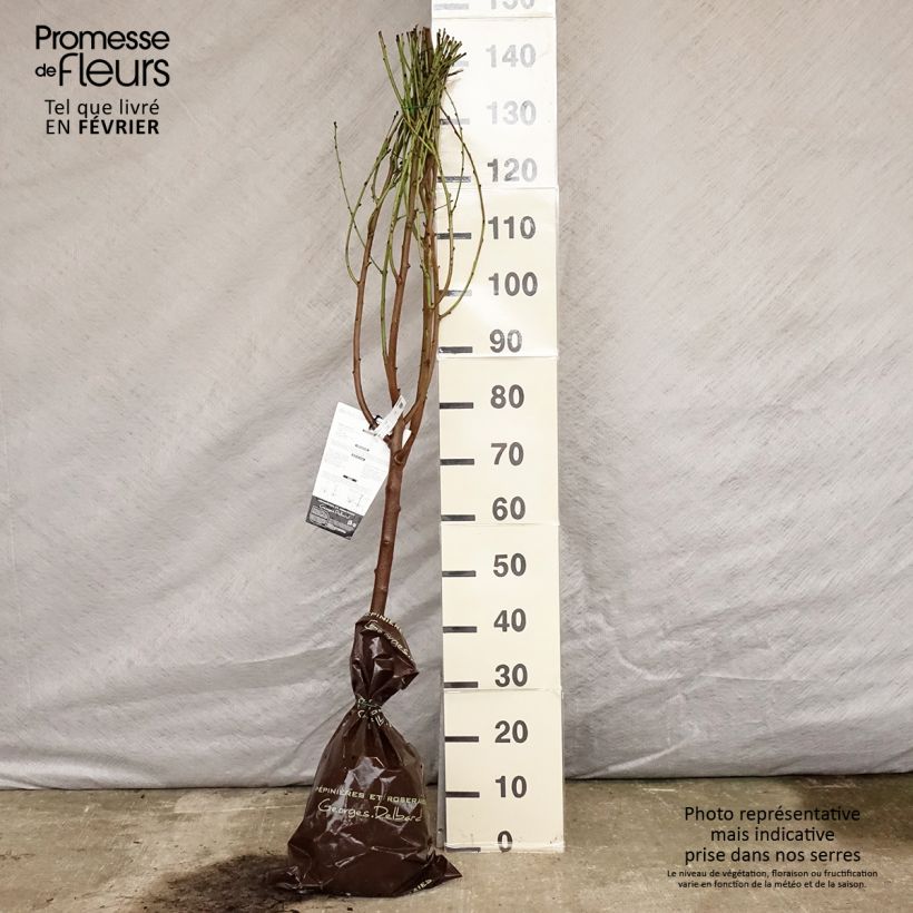 Example of Pfirsich Saturne bailou - Prunus persica Plug "Fertig-zum-Pflanzen", Gobelet-Form as you get in hiver
