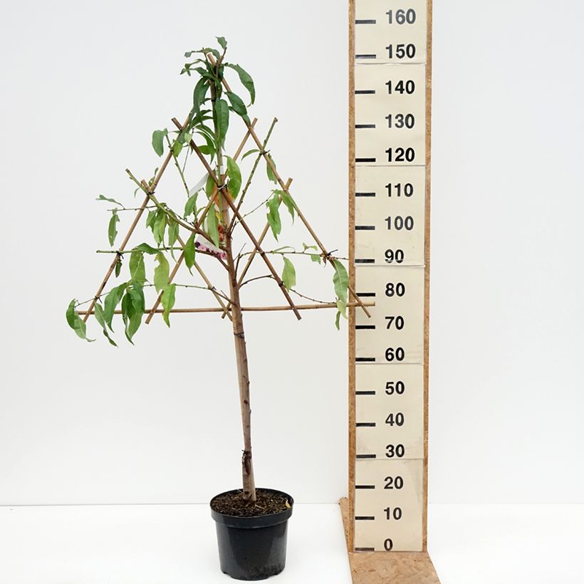 Exemplar von Pfirsich Saturne bailou - Prunus persica Topf mit 7,5L/10L wie im Herbst geliefert