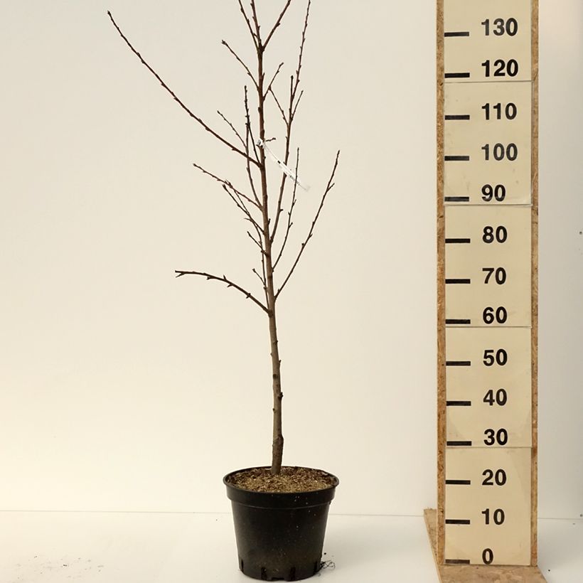Example of Pfirsich Saturne bailou - Prunus persica Topf mit 7,5L/10L as you get in hiver