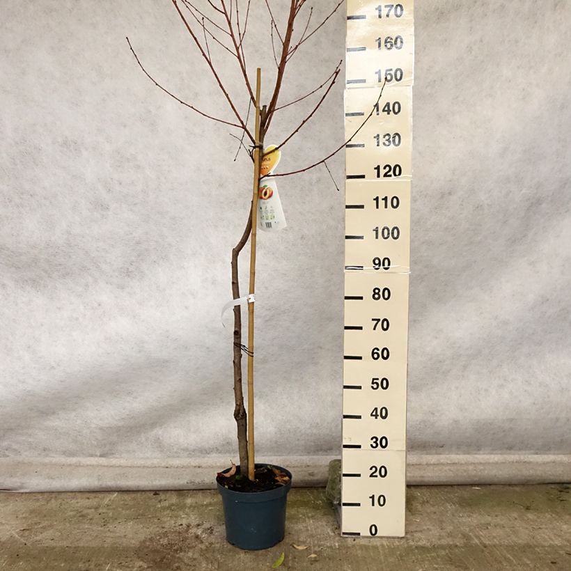 Example of Pfirsich Suncrest - Prunus persica Topf mit 7,5L/10L, Halbstamm as you get in automne