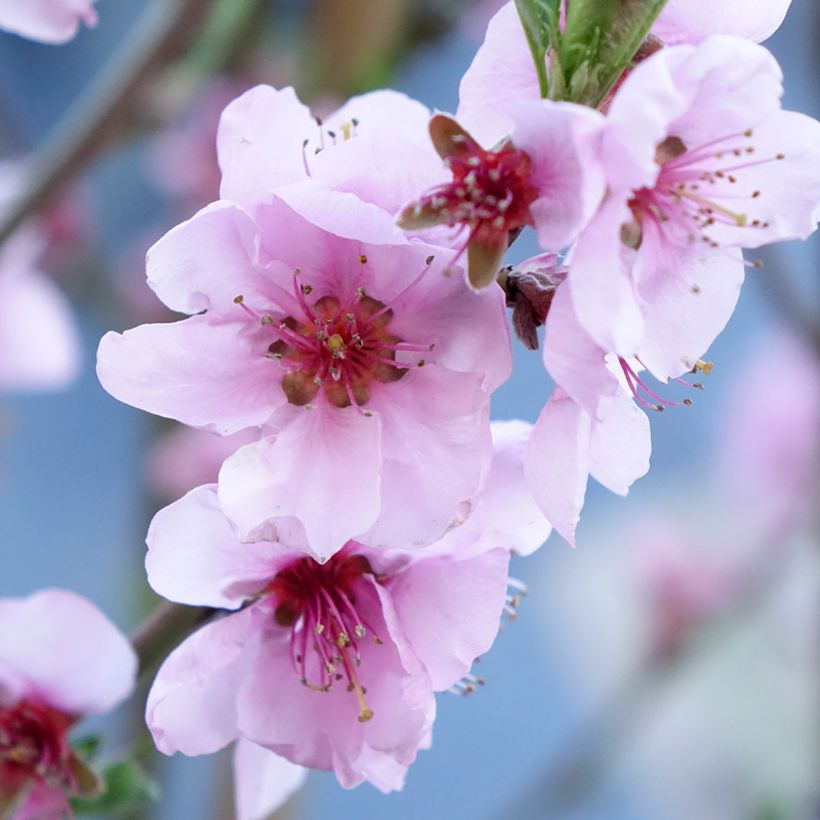 Pfirsich Suncrest - Prunus persica (Flowering)