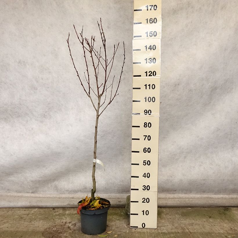 Example of Pfirsich Suncrest - Prunus persica Topf mit 7,5L/10L, Gobelet-Form as you get in automne