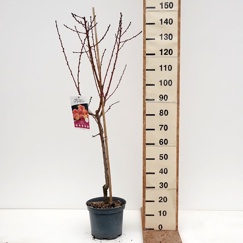 Exemplar von Pfirsich Téton de Venus - Prunus persica Topf mit 7,5L/10L, Gobelet-Form wie im Winter geliefert