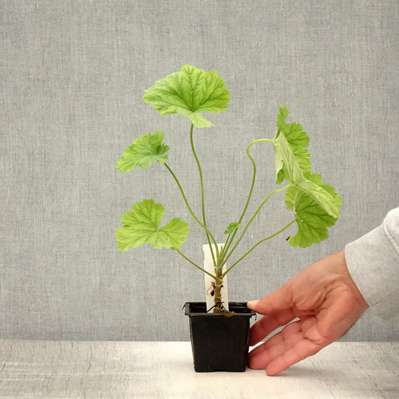 Example of Pelargonium album Kleine Töpfe von 8/9 cm as you get in ete