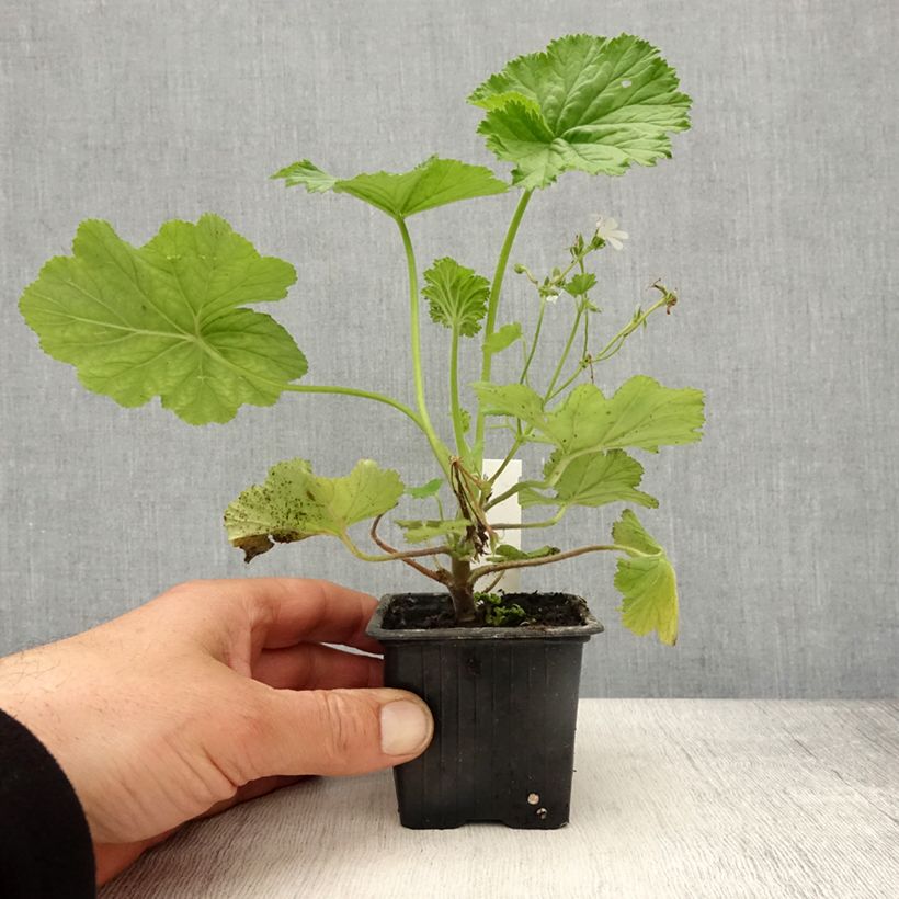 Exemplar von Pelargonium album Kleine Töpfe von 8/9 cm wie im Frühjahr geliefert