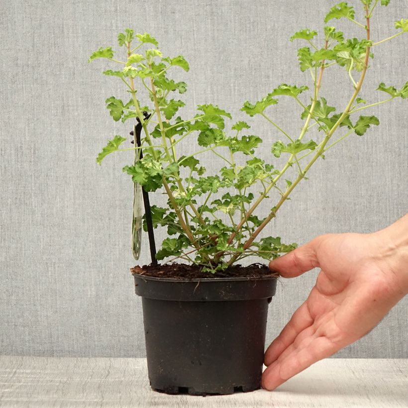 Example of Duftende Pelargonie Peach Cream - Pelargonium crispum Topf mit 1,5L/2L as you get in ete