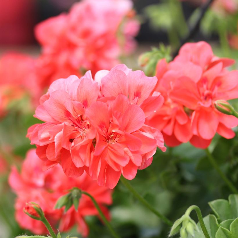 Hängegeranie Double Apricot Salmon Orange - Pelargonium (Flowering)