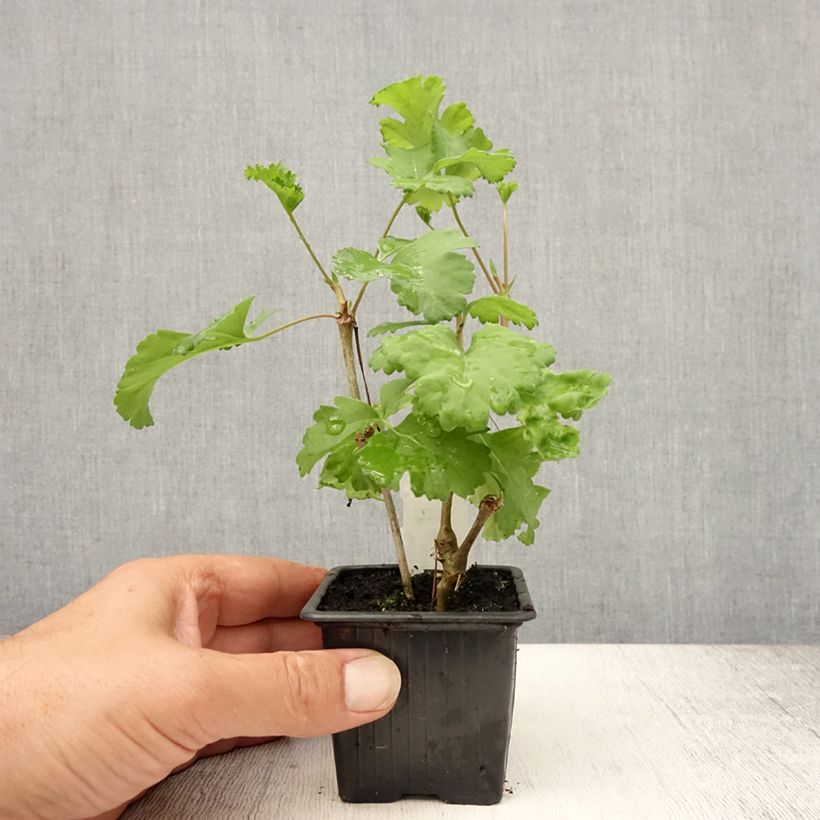 Example of Pelargonium gibbosum Kleine Töpfe von 7/8 cm as you get in ete