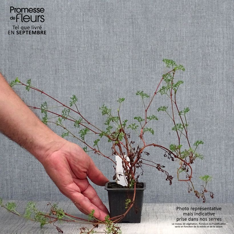Example of Pelargonium fruticosum Kleine Töpfe von 8/9 cm as you get in automne