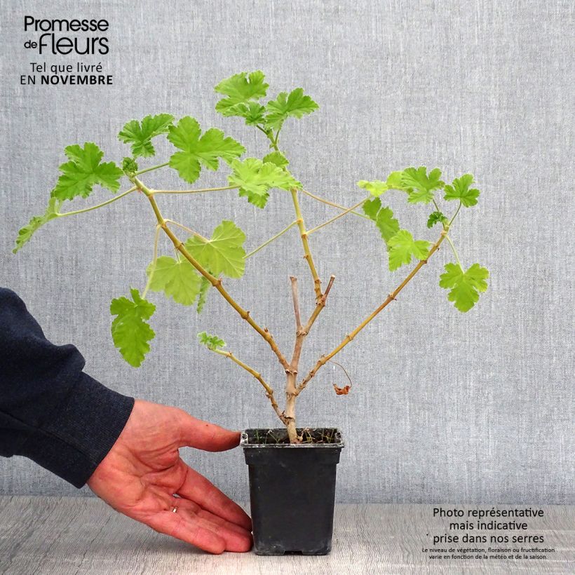 Example of Englische Geranie Attar of Roses - Pelargonium Kleine Töpfe von 7/8 cm as you get in automne