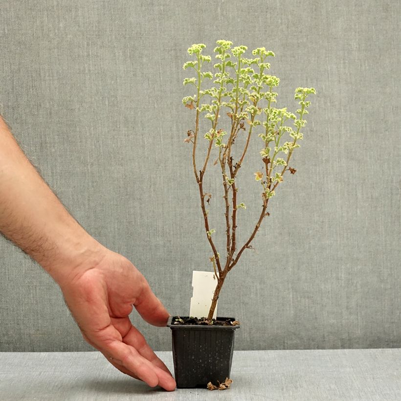 Exemplar von Duftende Pelargonie Variegatum - Pelargonium crispum Kleine Töpfe von 7/8 cm wie im Sommer geliefert