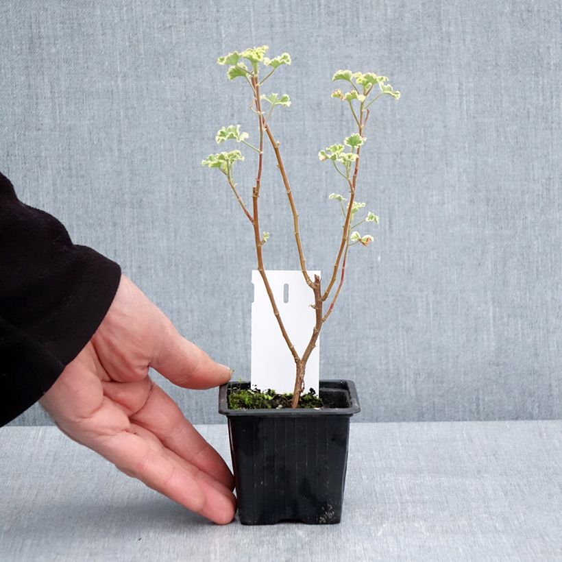 Example of Duftende Pelargonie Variegatum - Pelargonium crispum Kleine Töpfe von 7/8 cm as you get in printemps