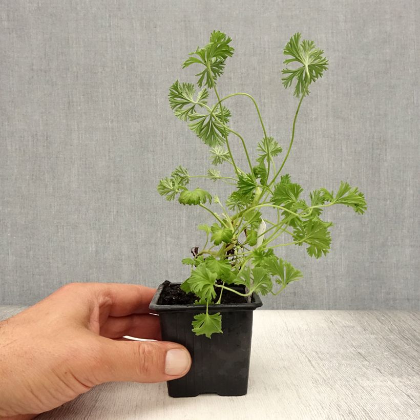 Example of Duftende Pelargonie Deerwood Lavender - Pelargonium Kleine Töpfe von 8/9 cm as you get in ete