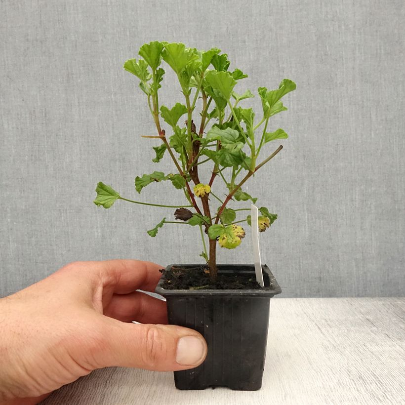Example of Duftende Pelargonie Kettlebaston - Pelargonium Kleine Töpfe von 8/9 cm as you get in printemps