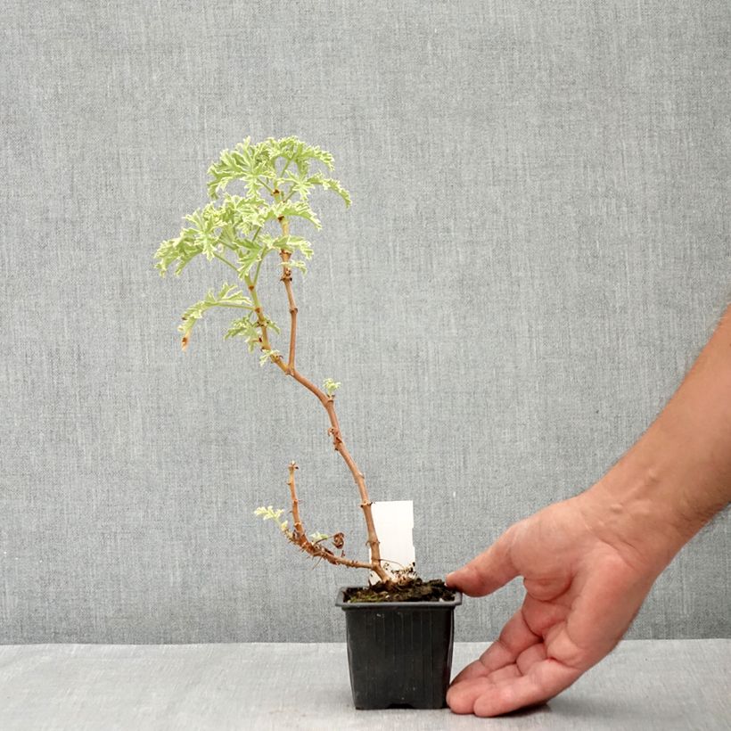 Exemplar von Duftende Pelargonie Lady Plymouth - Pelargonium graveolens Kleine Töpfe von 8/9 cm wie im Sommer geliefert