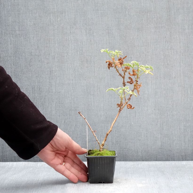 Exemplar von Duftende Pelargonie Lady Plymouth - Pelargonium graveolens Kleine Töpfe von 8/9 cm wie im Winter geliefert