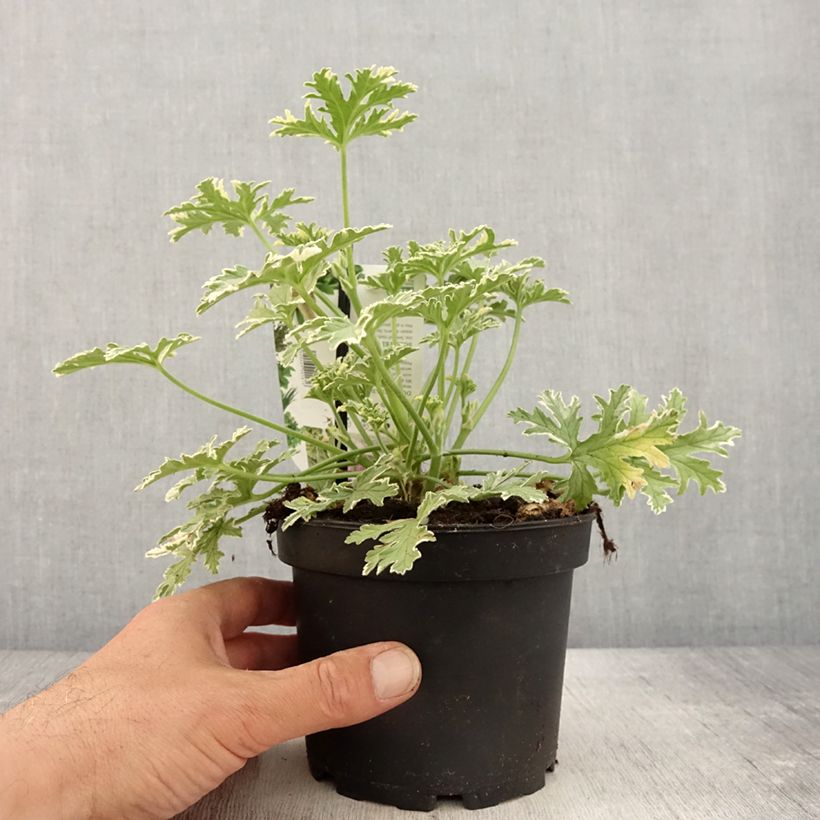 Example of Duftende Pelargonie Lady Plymouth - Pelargonium graveolens Topf mit 1,5L/2L as you get in printemps