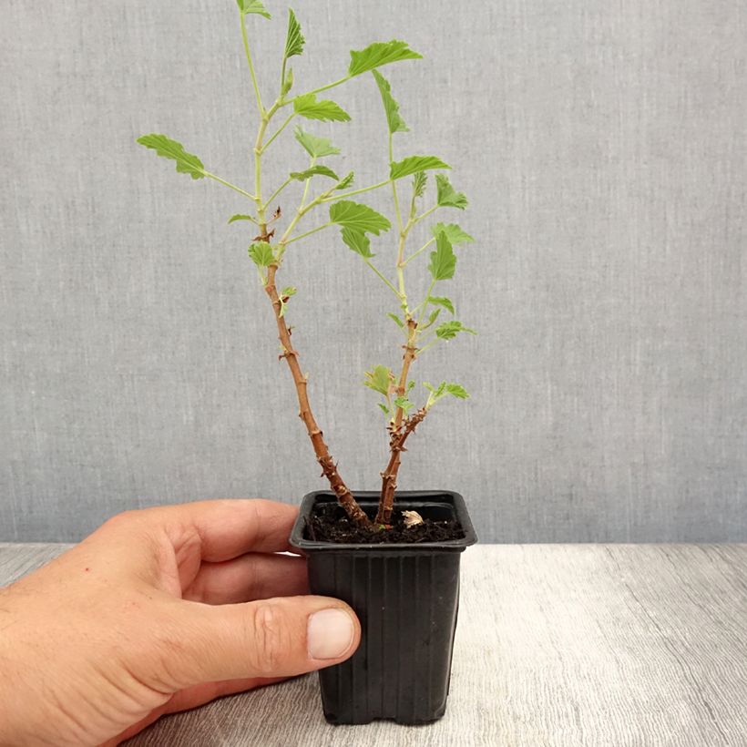Exemplar von Duftende Pelargonie Lemon fancy - Pelargonium Kleine Töpfe von 7/8 cm wie im Sommer geliefert