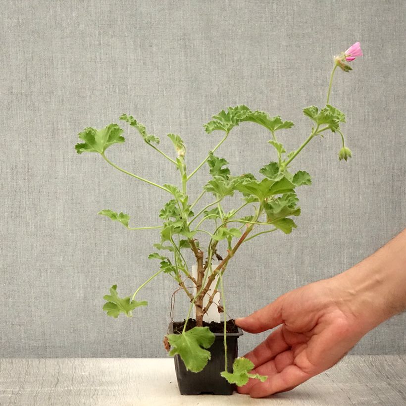 Example of Duftende Pelargonie Pink Capricorn - Pelargonium capitatum Kleine Töpfe von 8/9 cm as you get in ete