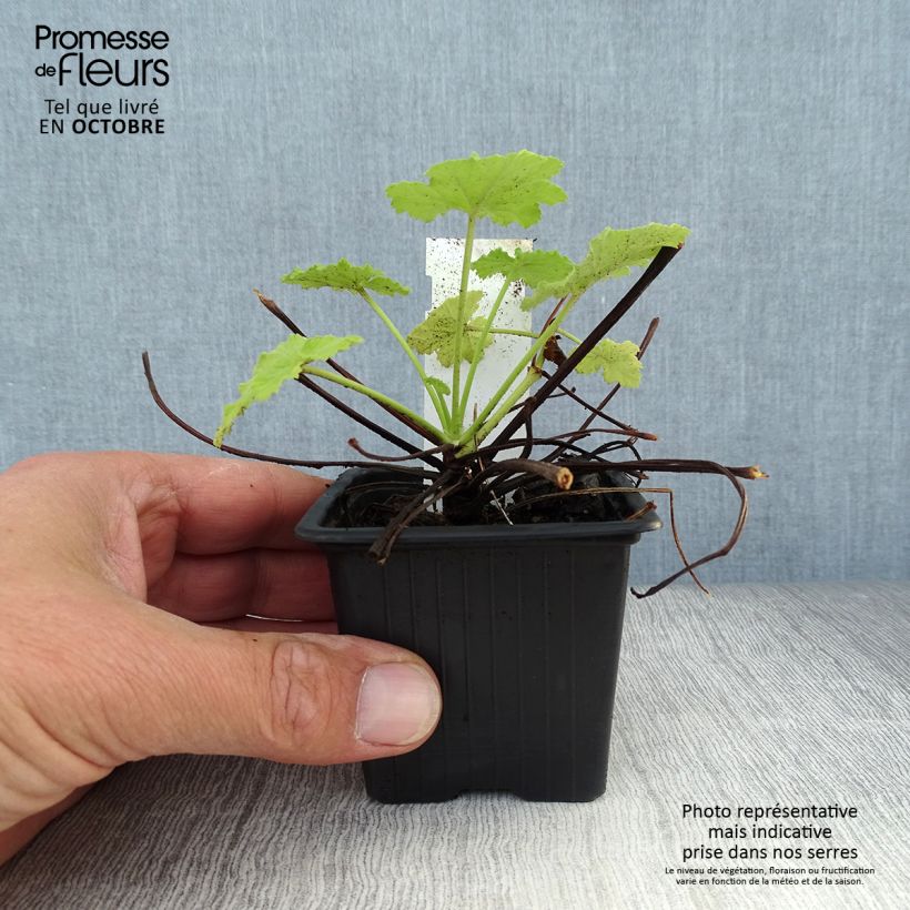Example of Pelargonium pseudoglutinosum Kleine Töpfe von 8/9 cm as you get in automne