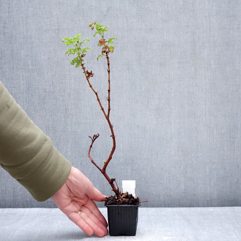Exemplar von Duftende Pelargonie Royal Oak - Pelargonium quercifolium Kleine Töpfe von 8/9 cm wie im Winter geliefert